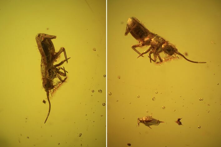 Two Fossil Springtails & A Fly In Baltic Amber #48254